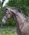 Horse ad