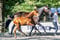 Horse ad