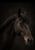 Annuncio cavallo