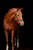 Annuncio cavallo