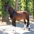 Horse ad