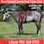 Annuncio cavallo