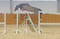 Horse ad