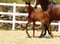 Horse ad