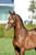 Anuncio de caballos