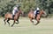 Annuncio cavallo