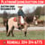 Horse ad