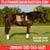 Horse ad