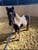 Annuncio cavallo