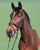 Horse ad