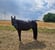 Horse ad
