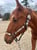 Annuncio cavallo