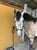 Horse ad
