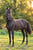 Annuncio cavallo
