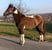 Horse ad