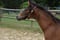 Horse ad