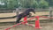 Annuncio cavallo