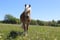 Horse ad
