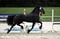 Annuncio cavallo