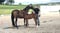 Annuncio cavallo