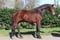 Horse ad