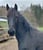 Annuncio cavallo