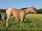Annuncio cavallo
