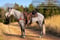 Horse ad