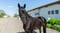 Annuncio cavallo