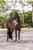 Annuncio cavallo