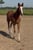 Horse ad