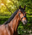 Annuncio cavallo