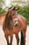 Horse ad