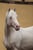 Horse ad