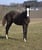 Horse ad