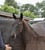 Annonce cheval