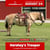 Paardadvertentie