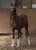 Horse ad