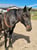 Horse ad