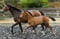 Horse ad