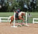 Horse ad