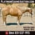 Horse ad