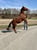 Horse ad