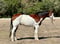 Annuncio cavallo