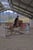 Horse ad