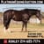 Horse ad