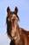 Horse ad