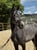 Annuncio cavallo