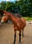 Horse ad