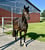 Horse ad